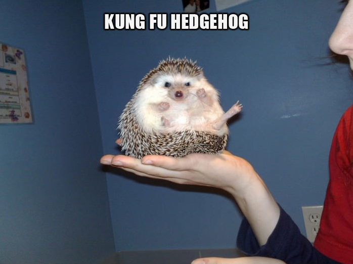 Bear_Martial_Arts_Kung_Fu.png