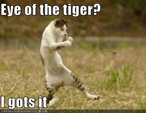funny_pictures_boxing_cat_rocky.jpg
